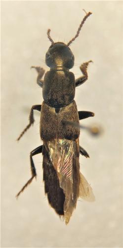 Ocypus sp.